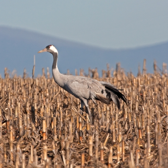 Crane, John Harding