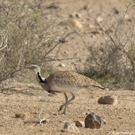 Macqueens Bustard, Yoav Perlman