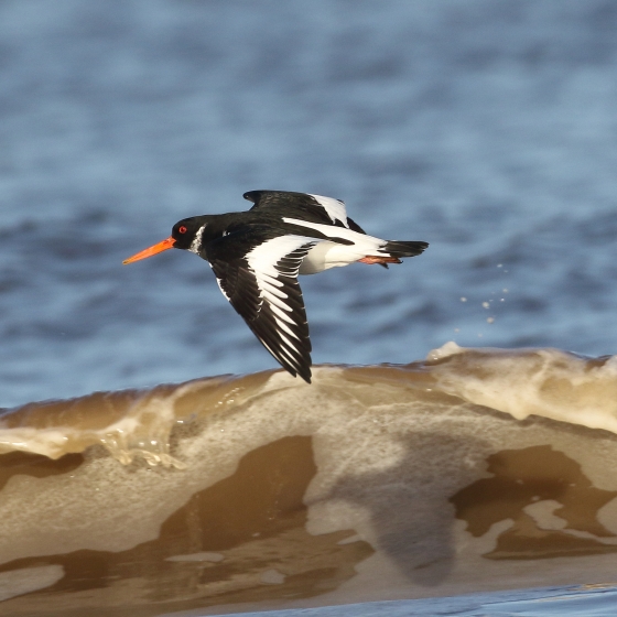 Oystercatcher, Liz Cutting