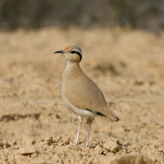 Cream-coloured Courser, Yoav Perlman
