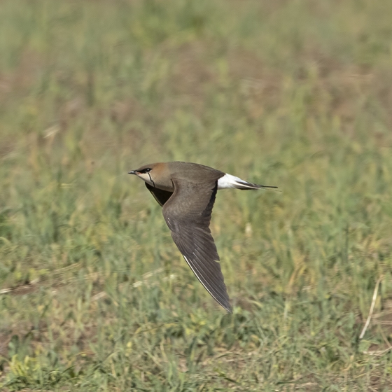 Black-winged Pratincole, Yoav Perlman