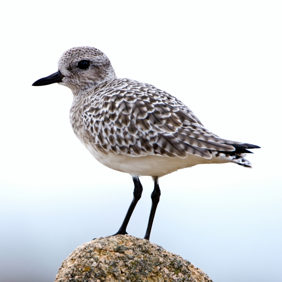 Grey Plover, Paul Hillion