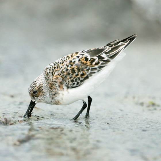 Sanderling, Edmund Fellowes