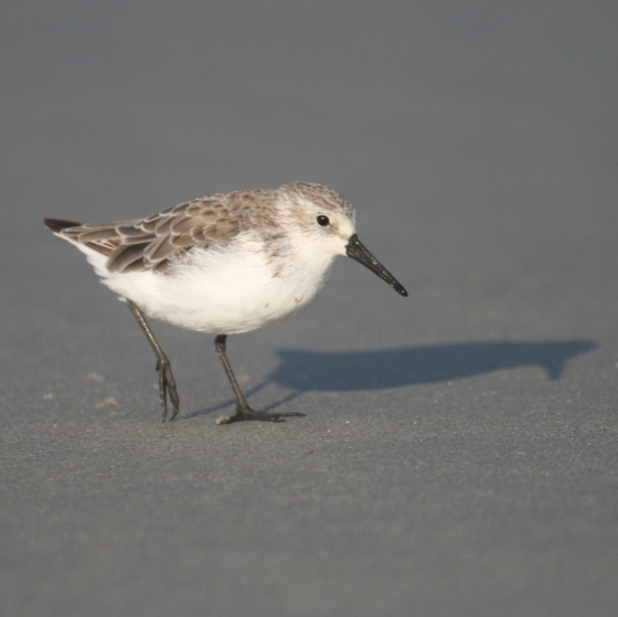 Western Sandpiper, Simon Gillings