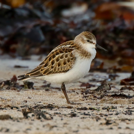 Little Stint, Tom Cadwallender