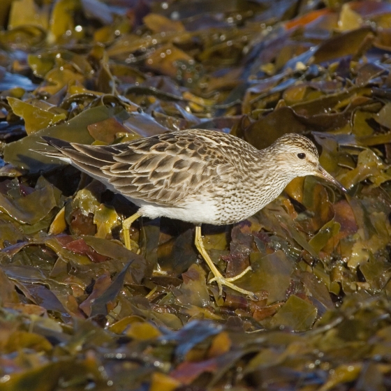 Pectoral Sandpiper, Edmund Fellowes