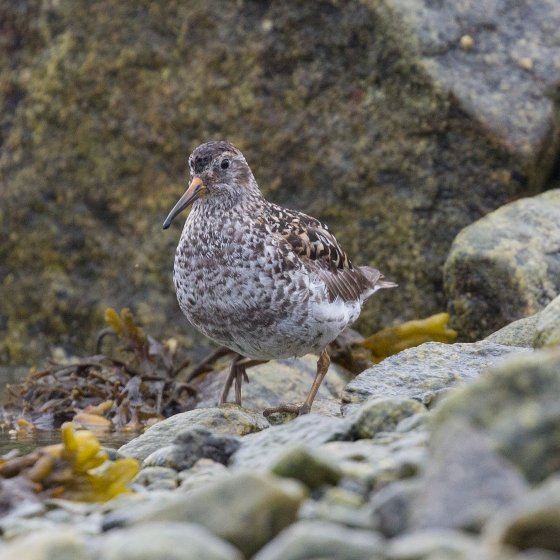 Purple Sandpiper, Liz Cutting