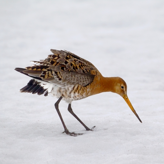 Black-tailed Godwit, Edmund Fellowes