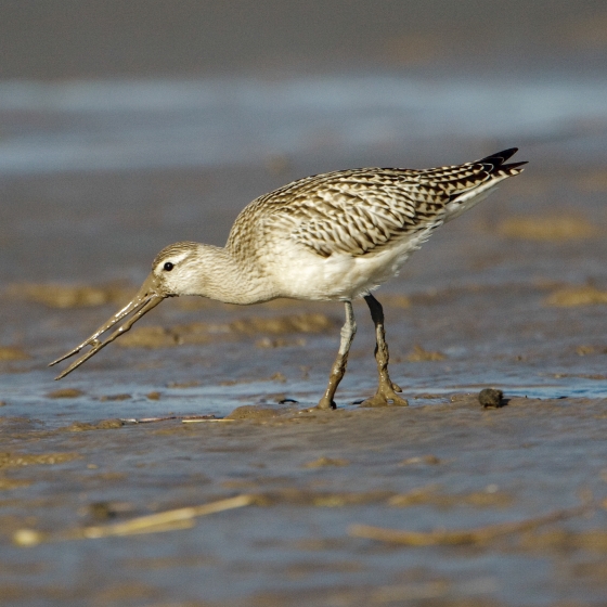 Bar-tailed Godwit, Graham Catley