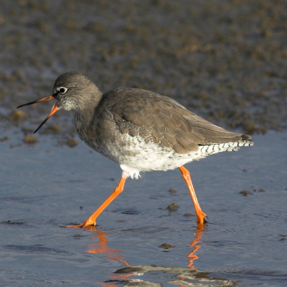 Redshank, Allan Drewitt