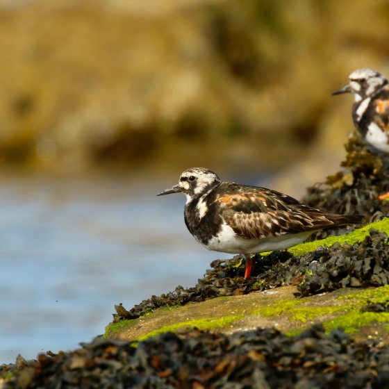 Turnstone, Tom Cadwallender