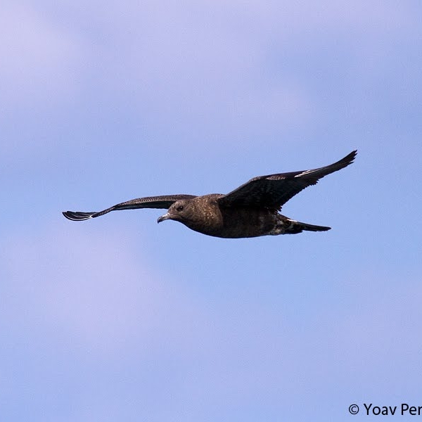Pomarine Skua, Yoav Perlman