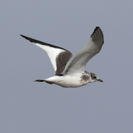 Sabine's Gull, Allan Drewitt