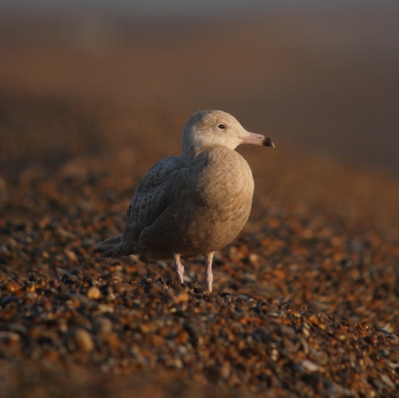 Glaucous Gull, Scott Mayson
