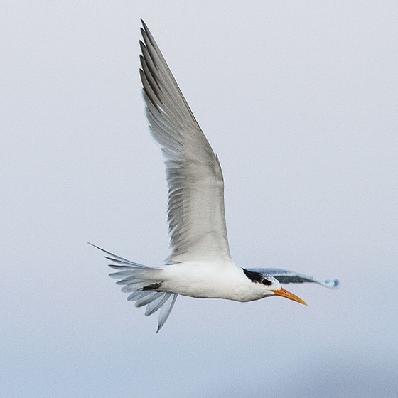 Lesser Crested Tern, Yoav Perlman