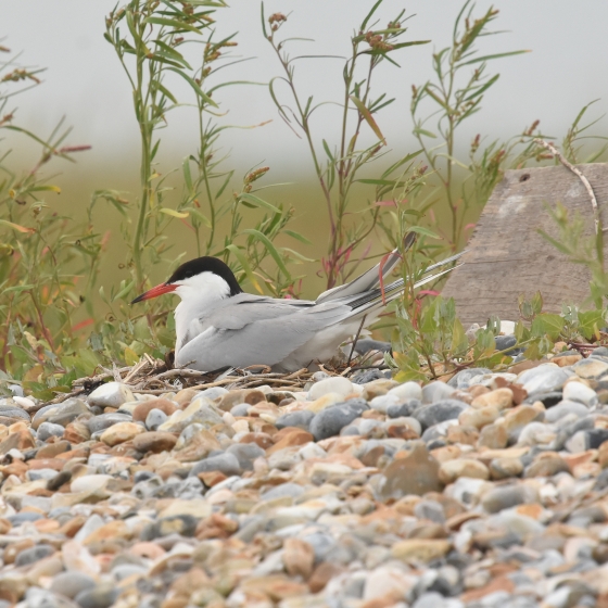 Common Tern, Moss Taylor
