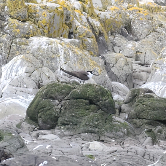 Bridled Tern, Brendan Doe
