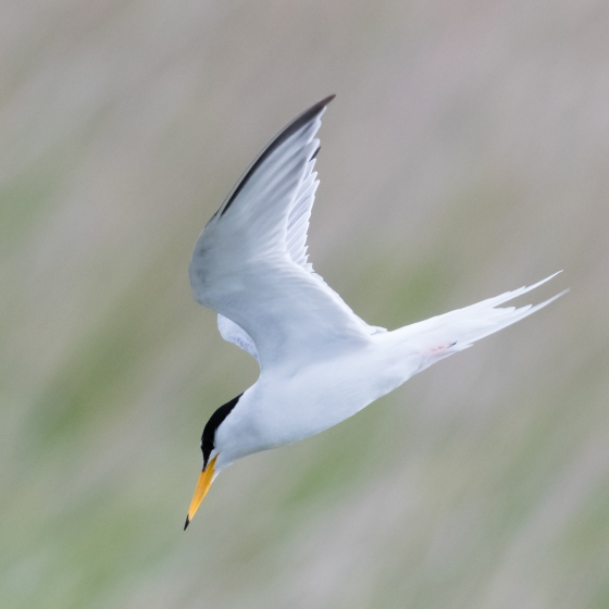 Little Tern, Philip Croft