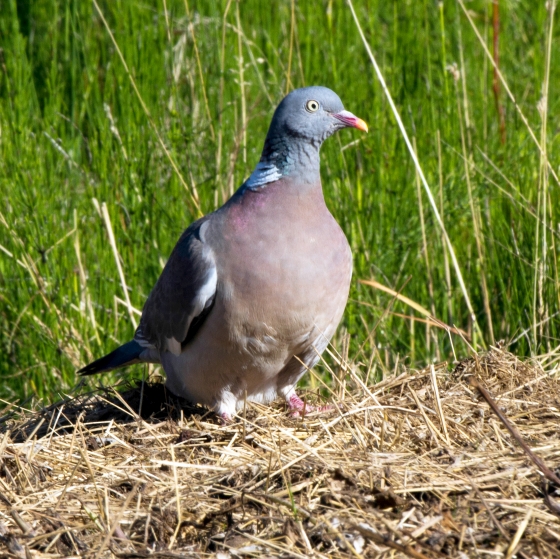 Woodpigeon, John Harding