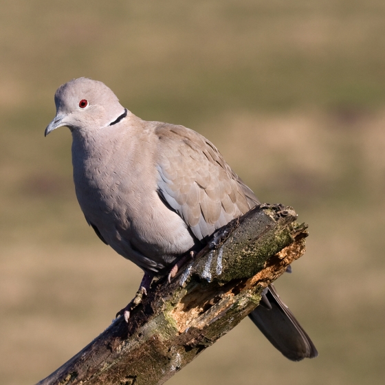 Collared Dove, John Harding
