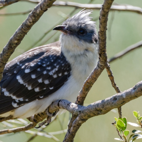 Great Spotted Cuckoo, Philip Croft