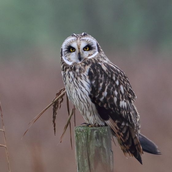 Short-eared Owl, Liz Cutting