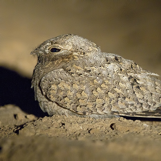 Egyptian Nightjar, Yoav Perlman