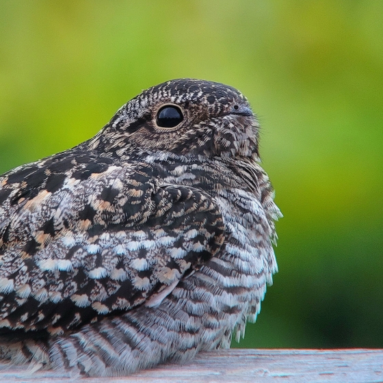 Common Nighthawk, Toby Carter