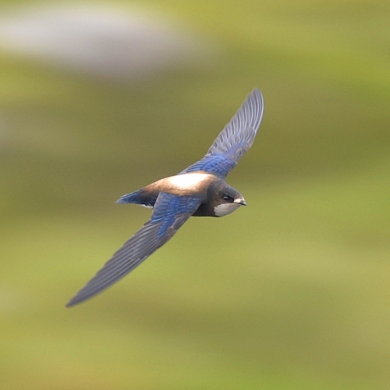 White-throated Needletail, Chris Bromley