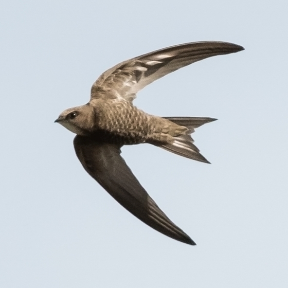 Pallid Swift, Philip Croft