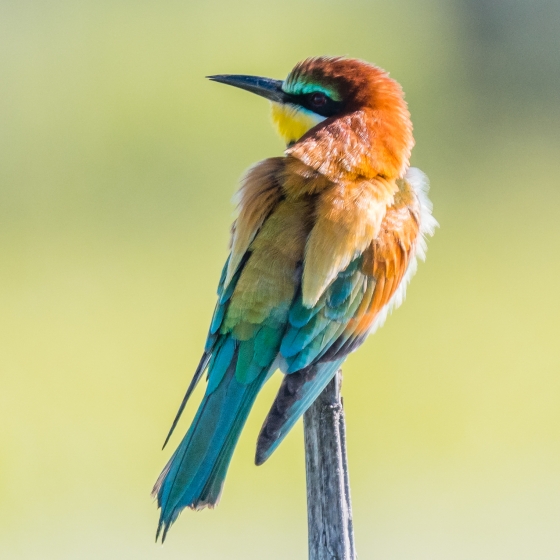 Bee-eater, Philip Croft