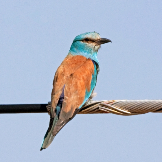 Roller, John Harding
