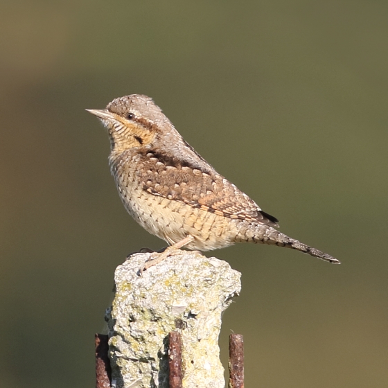 Wryneck, Liz Cutting