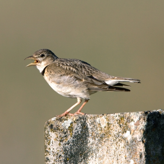 Calandra Lark, John Harding