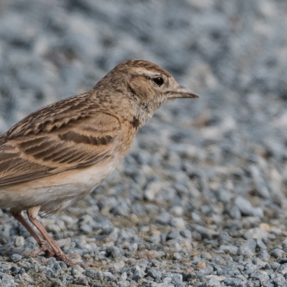 Short-toed Lark, Philip Croft