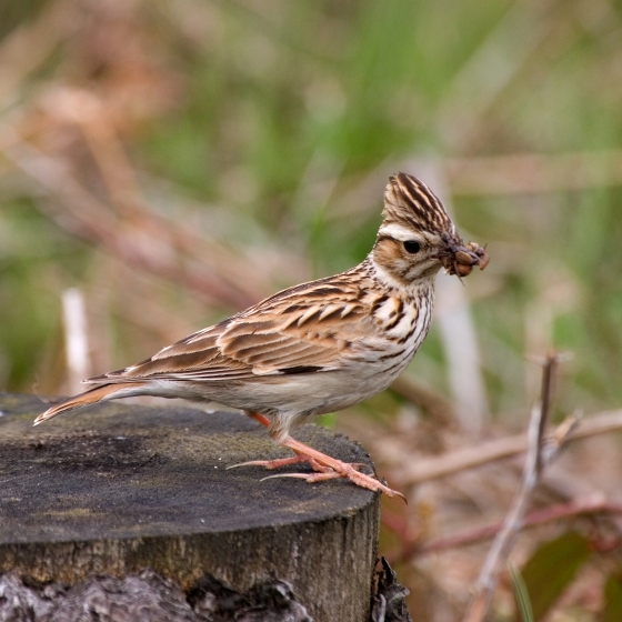 Woodlark, Chris Knights