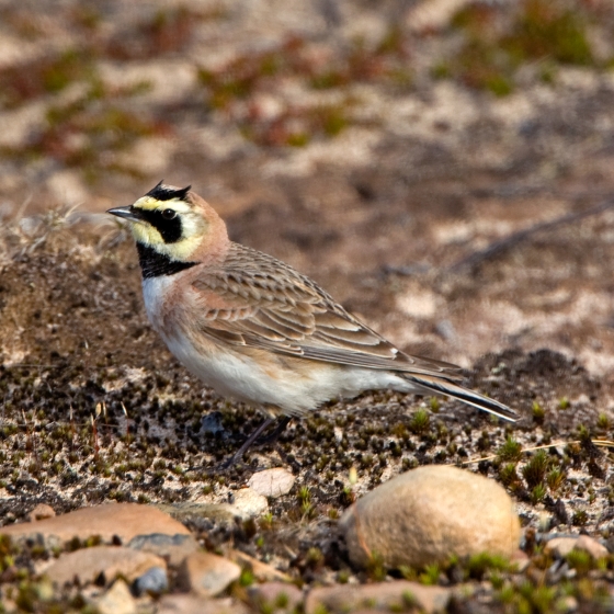Shore Lark, Chris Knights