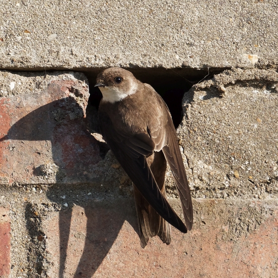 Sand Martin, Liz Cutting