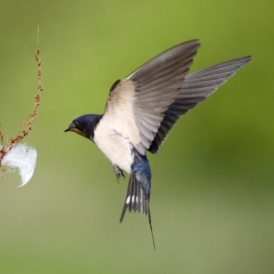 Swallow, Edmund Fellowes
