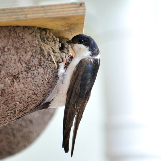 House Martin, Doug Welch