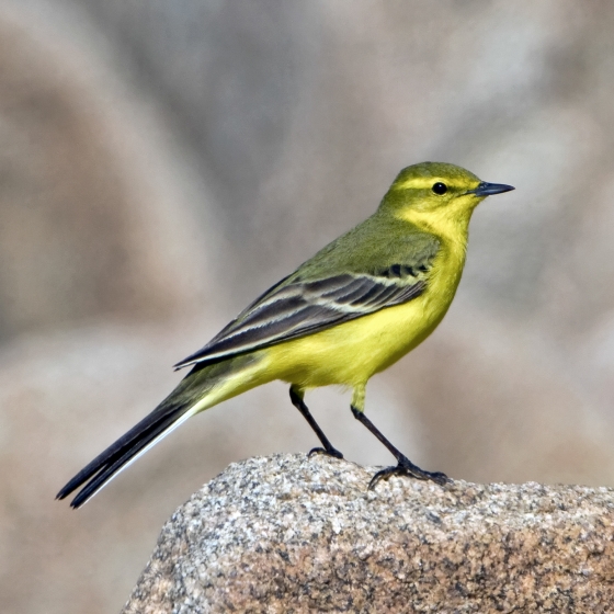 Yellow Wagtail, Paul Hillion
