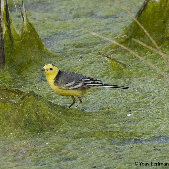 Citrine Wagtail, Yoav Perlman