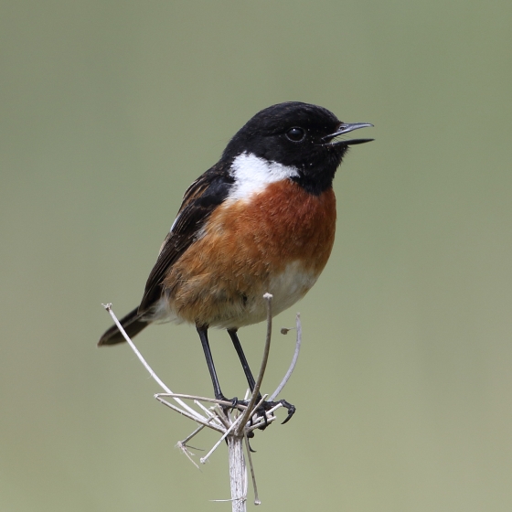 Stonechat, Liz Cutting
