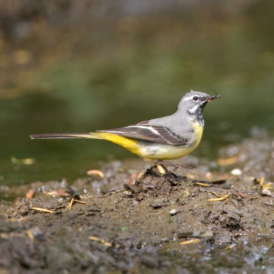 Grey Wagtail, Chris Knights