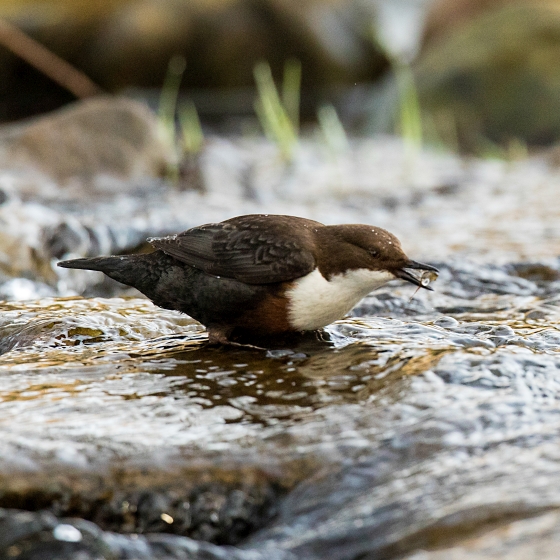 Dipper, Tom Streeter