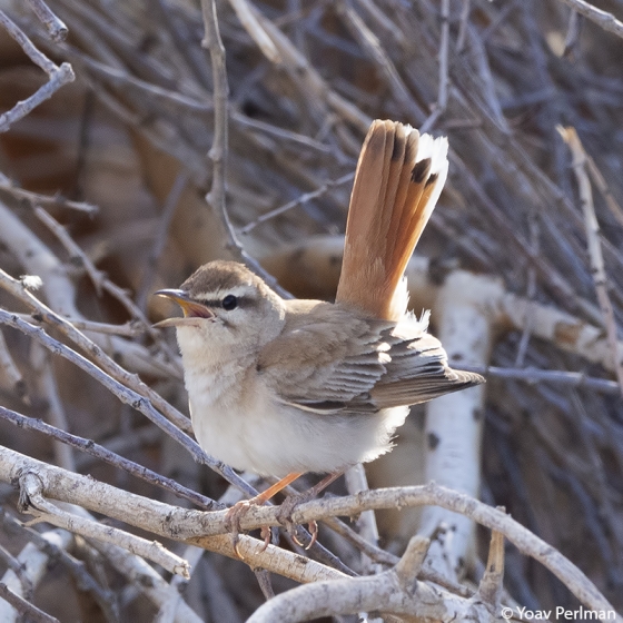 Rufous-tailed Scrub Robin, Yoav Perlman