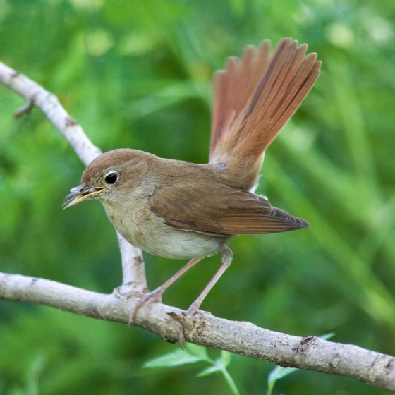 Nightingale, Edmund Fellowes