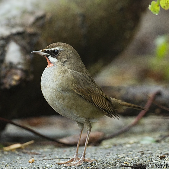 Siberian Rubythroat, Yoav Perlman