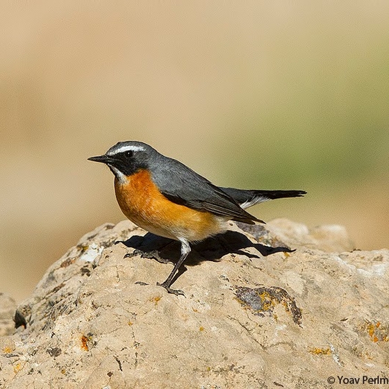 White-throated Robin, Yoav Perlman