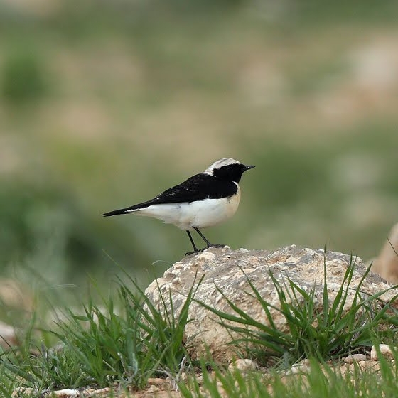 Pied Wheatear, Yoav Perlman